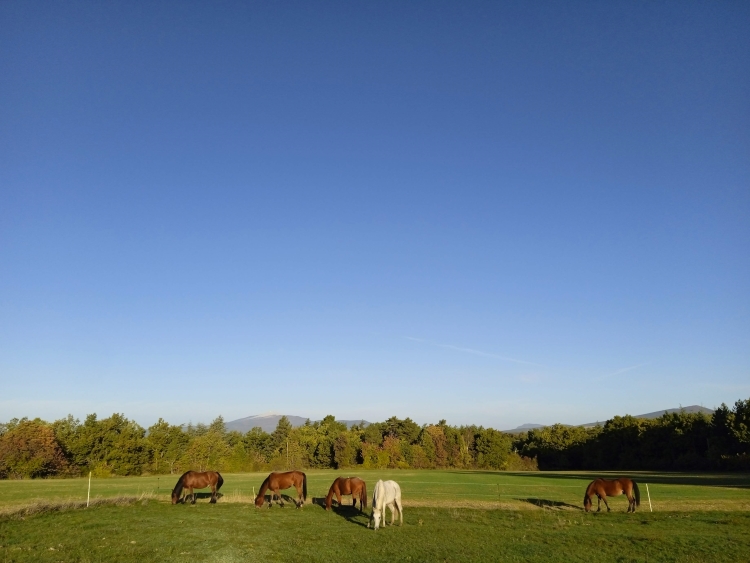 les-ecuries-du-lazare_photo